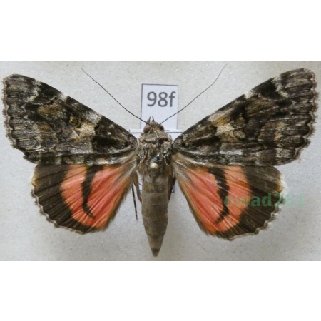 Catocala coniuncta (Esper, 1787) Wstęgówka płomykówka Italy, Sardynia 54mm98f